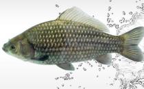 魚肝富含維生素A 魚類鮮為人知的5大營養