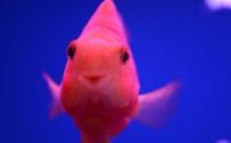 鸚鵡魚怎么養？鸚鵡魚常見病有哪些？