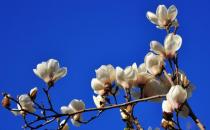 玉蘭的養(yǎng)殖方法-玉蘭花什么時候開？