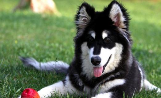 阿拉斯加犬多少錢一只？