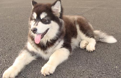 阿拉斯加雪橇犬怎么訓(xùn)練?