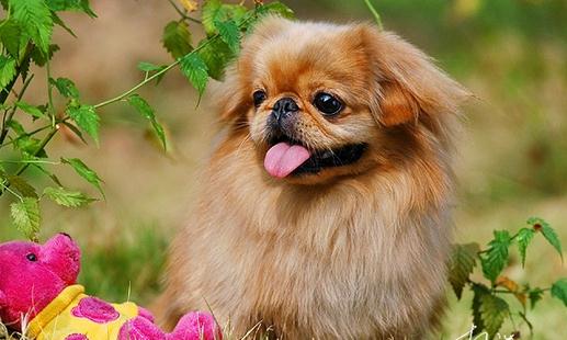 北京犬怎么喂養？京巴犬多少錢一只？