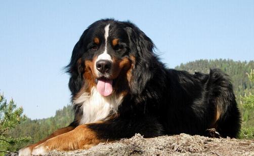 伯恩山犬如何喂養?伯恩山犬怎樣訓練?