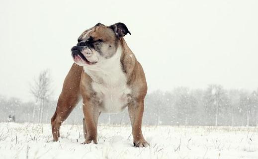 英國斗牛犬怎么訓練？英國斗牛犬怎么養？