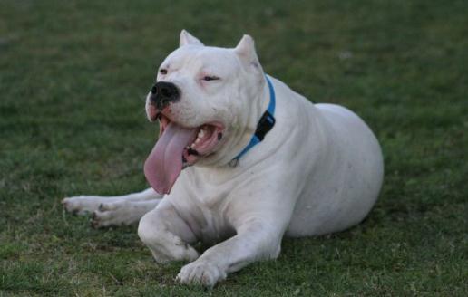 杜高犬多少錢一條？杜高犬如何喂養？