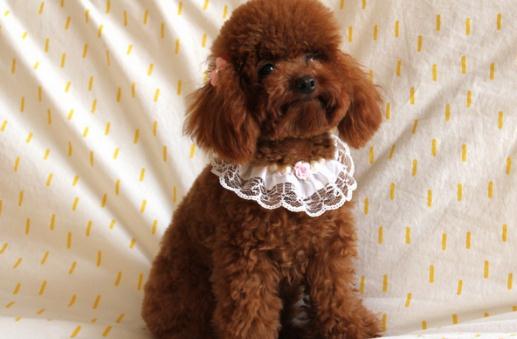 貴賓犬性格溫和嗎？貴賓犬怎么養？