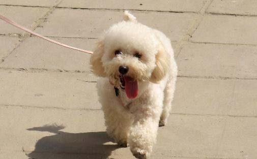 貴婦犬怎么養?貴婦犬好訓練嗎?