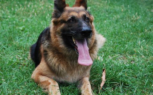 黑貝怎么訓(xùn)練？黑貝多少錢一條？