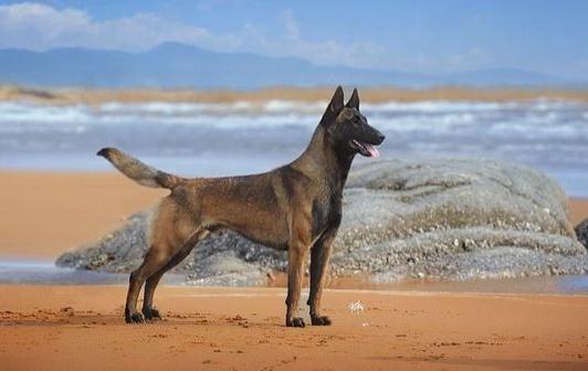 馬犬多少錢一條?馬犬如何喂養(yǎng)?