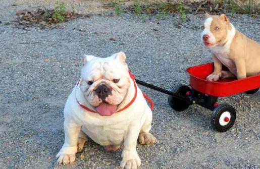 美國惡霸犬是什么？美國惡霸犬怎么養？