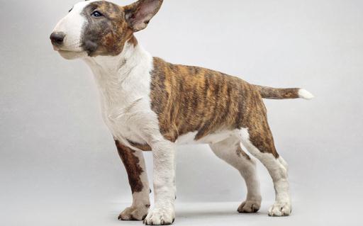 牛頭梗犬是怎樣的？牛頭梗犬怎么訓練？