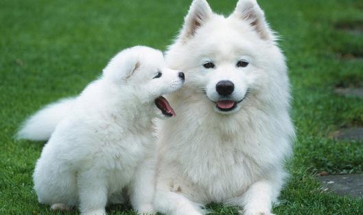 薩摩耶怎么養?薩摩耶犬多少錢能買?