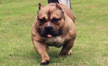 惡霸犬是怎樣的？惡霸犬怎樣喂養？