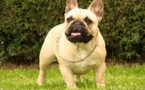 法國(guó)斗牛犬怎么養(yǎng)？法國(guó)斗牛犬怎么訓(xùn)練？