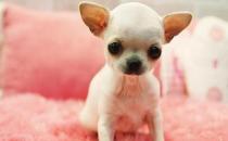 吉娃娃多少錢一條？吉娃娃吃什么？