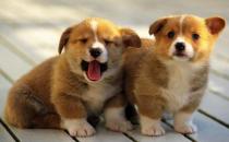 柯基犬如何喂養(yǎng)？柯基犬怎樣訓練？