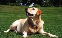 拉布拉多是什么狗？拉布拉多犬如何喂養？