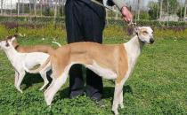 靈緹犬如何喂養？靈緹犬是什么狗？