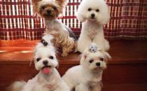 馬爾濟斯犬如何喂養？馬爾濟斯犬怎樣訓練？