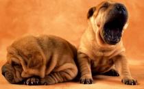 沙皮狗多少錢一只？沙皮犬怎樣訓練？