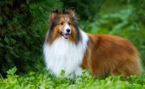 喜樂蒂牧羊犬怎樣訓練？喜樂蒂牧羊犬的簡介