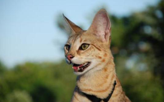 薩凡納貓多少錢一只？薩凡納貓怎么養？