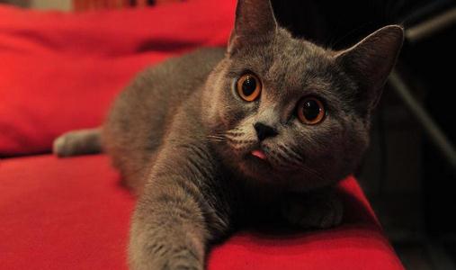 英國短毛貓的簡介-英國短毛貓怎么養(yǎng)？