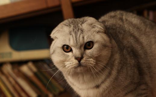 折耳貓是怎樣的?折耳貓的生活習性