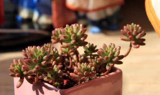 虹之玉是什么？虹之玉的養殖方法