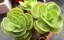 金錢木怎么養殖？金錢木的簡介