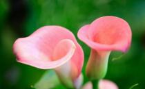 馬蹄蓮怎么種植？馬蹄蓮的簡介