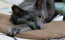 俄羅斯藍貓的簡介-俄羅斯藍貓的生活習性