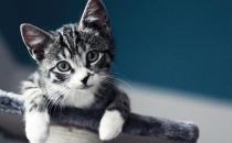 虎斑貓的簡介-虎斑貓怎么養？