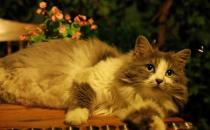 挪威森林貓的簡(jiǎn)介-挪威森林貓?jiān)趺答B(yǎng)？