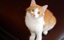 土耳其安哥拉貓的生活習(xí)性是什么？