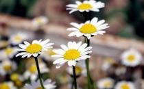 雛菊怎么養護？雛菊有什么作用？