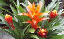 鴻運(yùn)當(dāng)頭的介紹-鴻運(yùn)當(dāng)頭的養(yǎng)護(hù)技巧