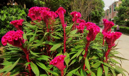 雞冠花的功效-雞冠花的養(yǎng)殖方法