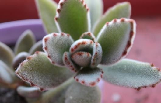 月兔耳的養(yǎng)殖方法-月兔耳是什么？