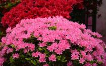 杜鵑花的介紹-杜鵑花如何養護？