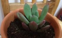 星美人的簡介-星美人的養殖方法