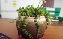 珍珠吊蘭的簡介-珍珠吊蘭的養殖方法