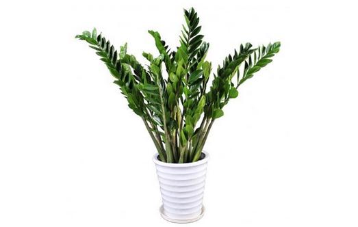 金錢樹的介紹-金錢樹怎么養(yǎng)護(hù)？