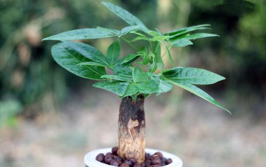 發(fā)財樹怎么種植？發(fā)財樹是怎樣的？