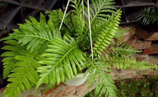 富貴蕨是什么？富貴蕨的養護方法