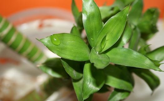 富貴竹的寓意-富貴竹怎么養殖？