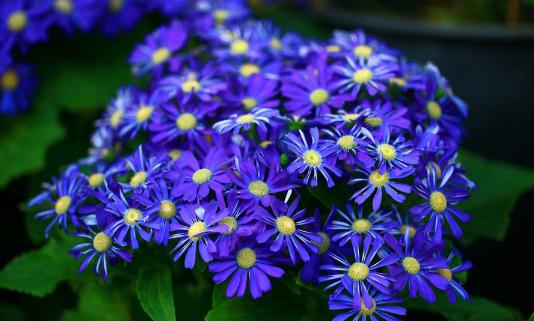 瓜葉菊是怎樣的?瓜葉菊的養護方法