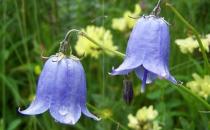 鈴蘭是什么？鈴蘭對家居環境的影響