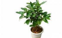 平安樹的養(yǎng)殖方法-平安樹的簡介