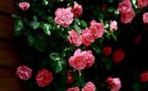 薔薇的介紹-薔薇對家居環境的影響